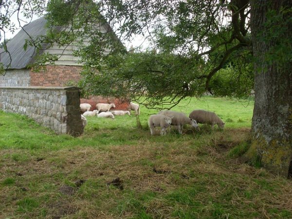 sheep, farm animals, farm